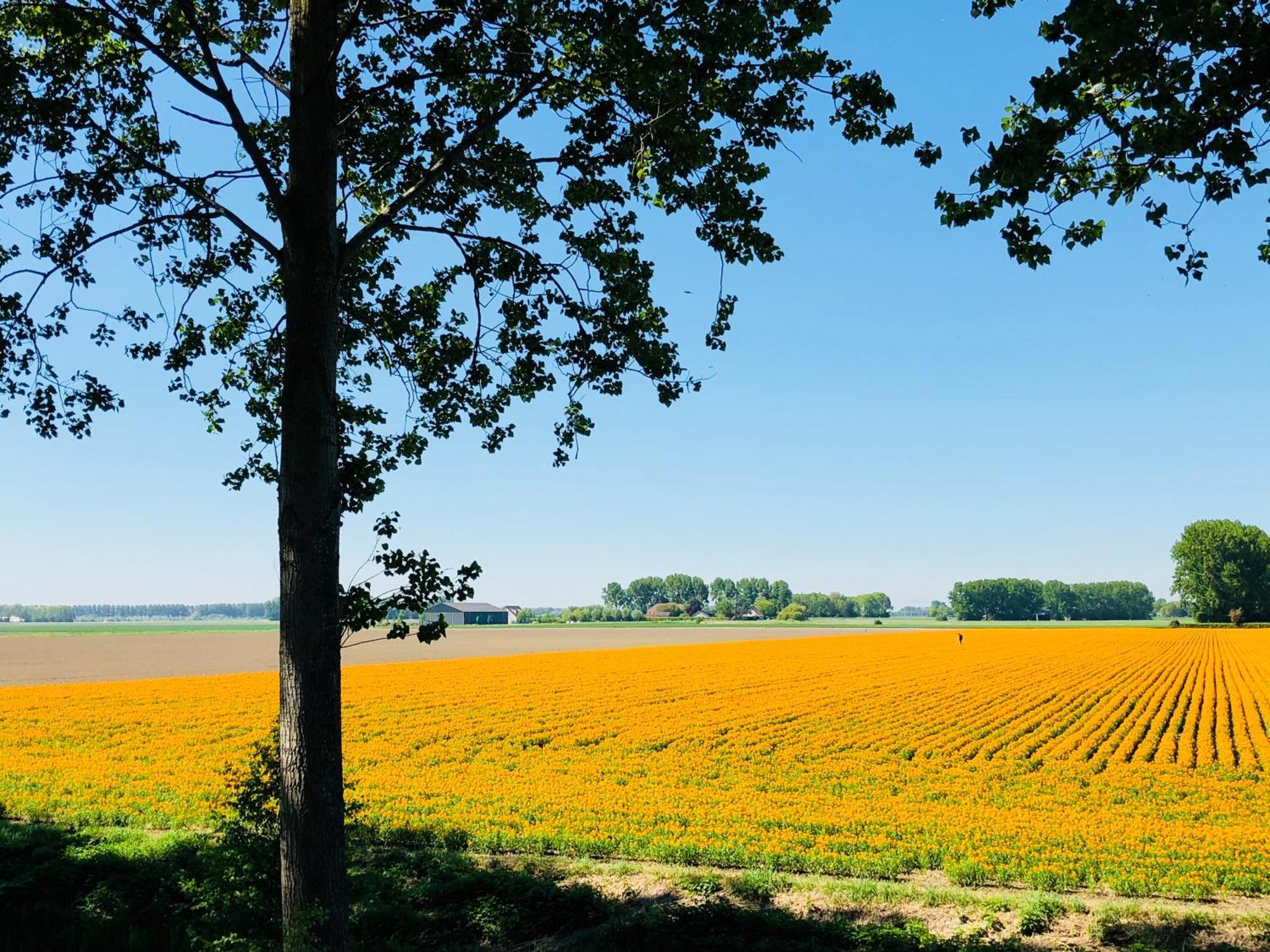 Bed and Breakfast Slapen Bij De Zeeuwse Lala IJzendijke Екстер'єр фото